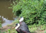 IMG_8085.jpeg
